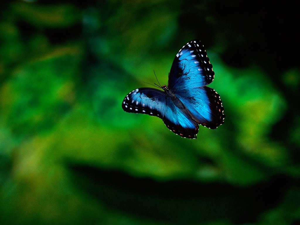 Morpho Butterfly in Flight, Costa Rica